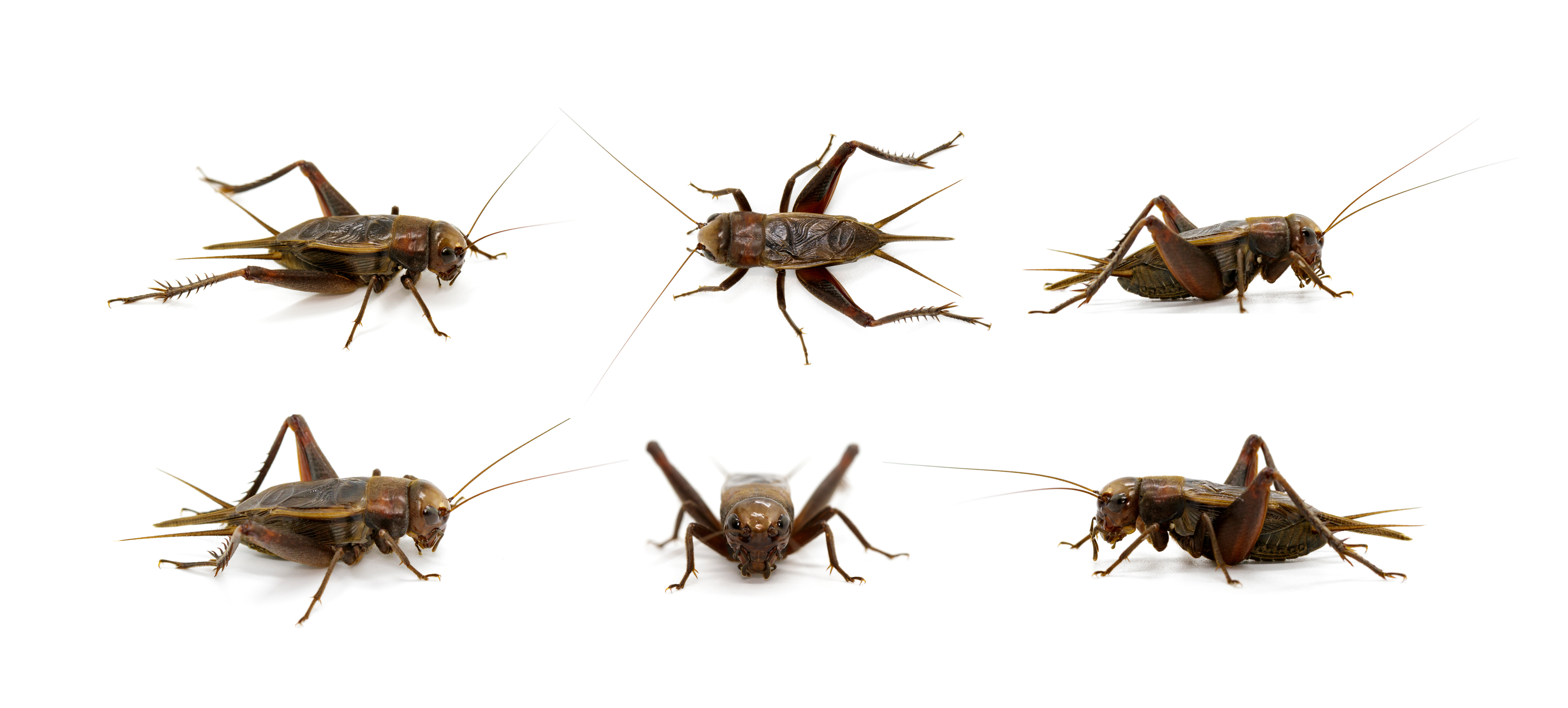 The Dangers of a Mormon Cricket Infestation Vertex Pest Control