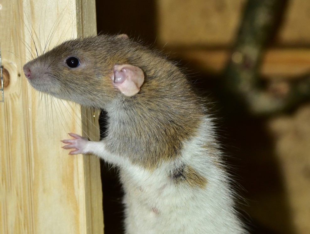 How are Rodents Getting Into My Home? Vertex Pest Control