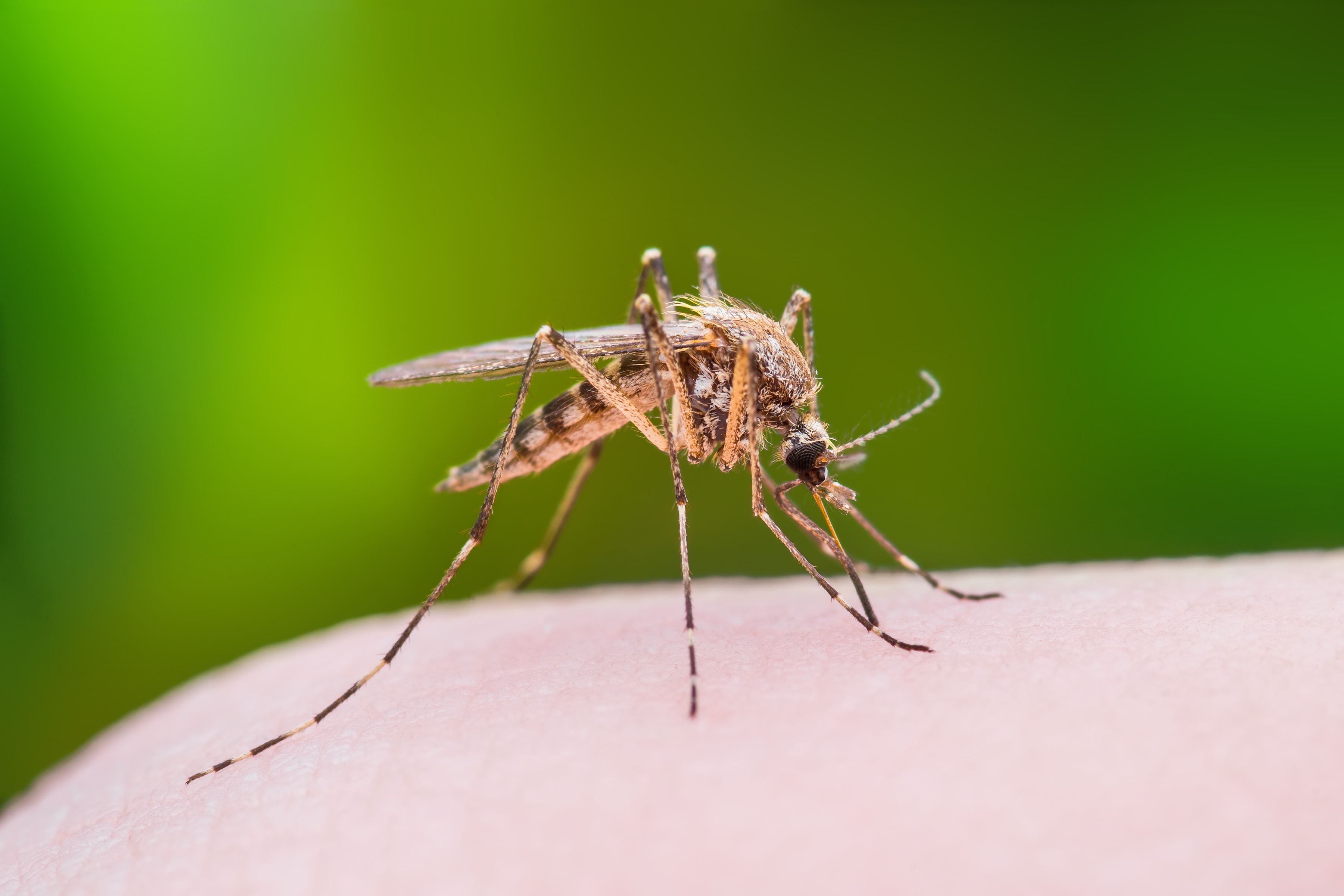 How Are MosquitoBorne Diseases Being Spread In Boise Vertex Pest Control
