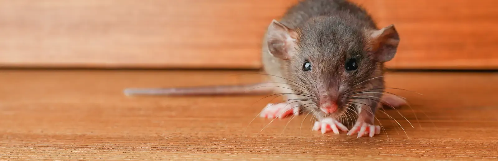 mouse inside a home