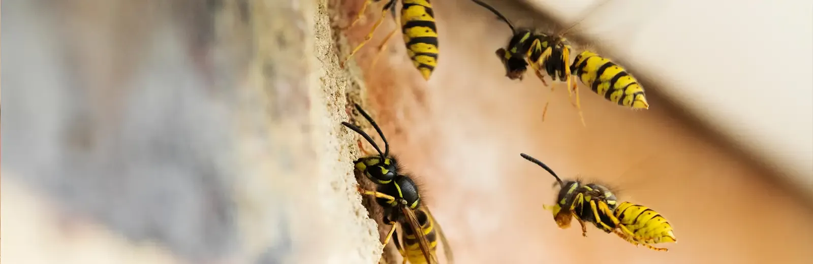 wasps flying into home siding