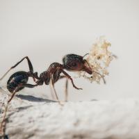 odorous house ant in Boise, Idaho