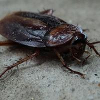 Elm Seed Bug in Idaho