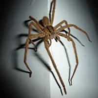 Close up of a wolf spider, long legs, brown body