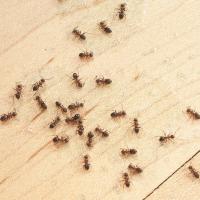 ants crawling on wood in Boise, Idaho