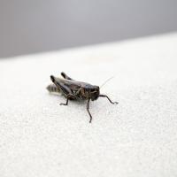 mormon cricket in Idaho