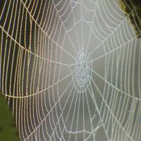 picture of a spider web