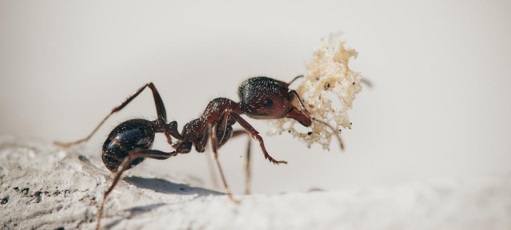 odorous house ant in Boise, Idaho