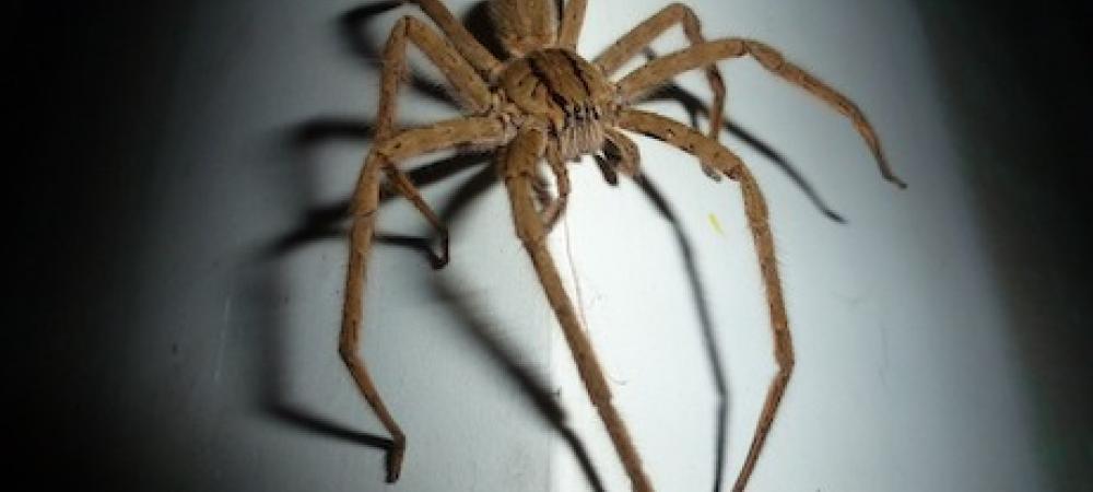 Close up of a wolf spider, long legs, brown body