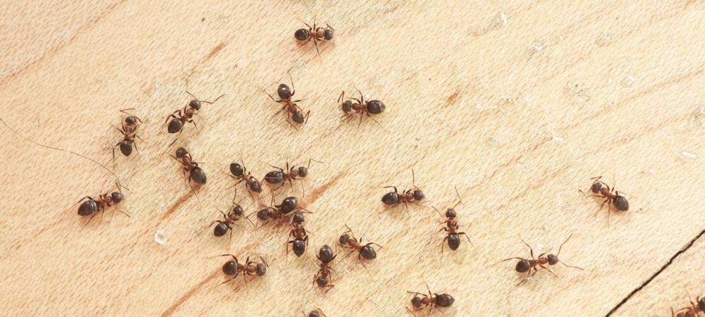 ants crawling on wood in Boise, Idaho