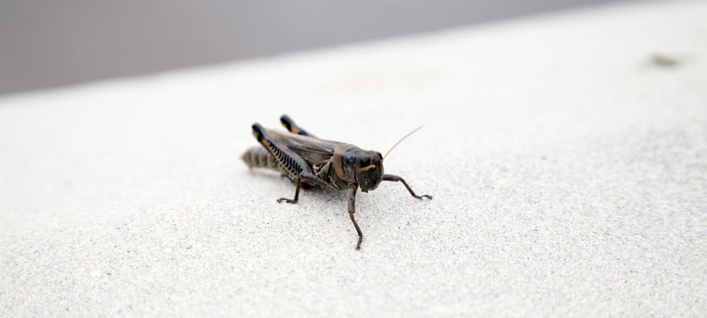 mormon cricket in Idaho