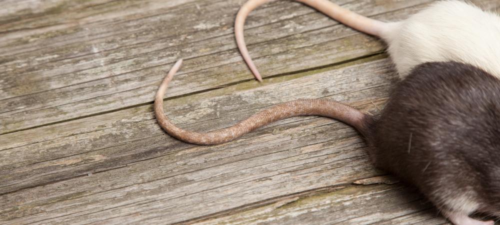 close up of a rats tail