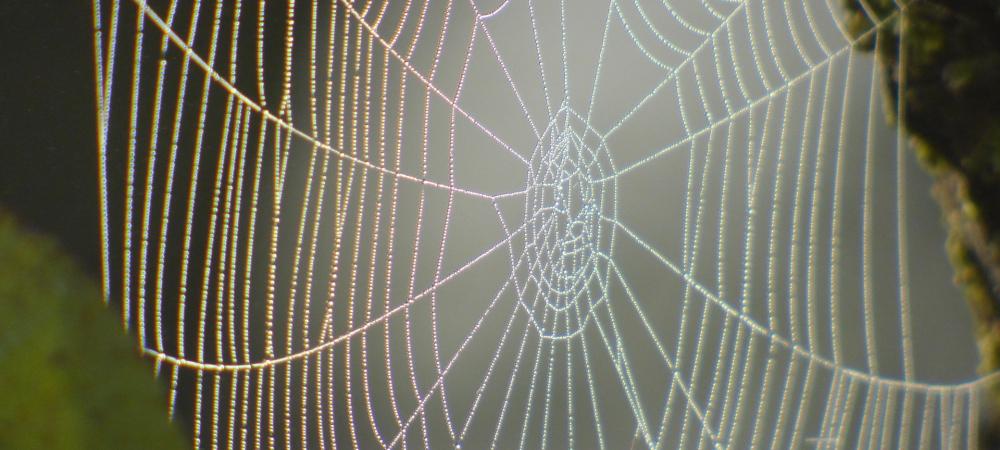 picture of a spider web