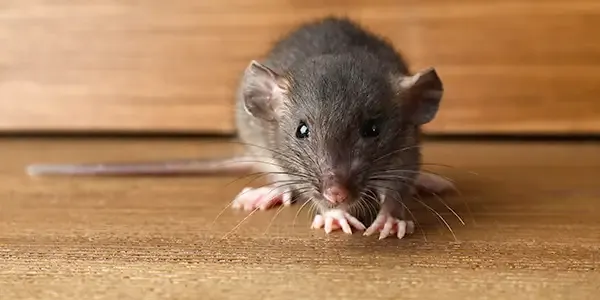 mouse inside a home